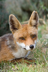 Close-up of red fox in its natural habitat