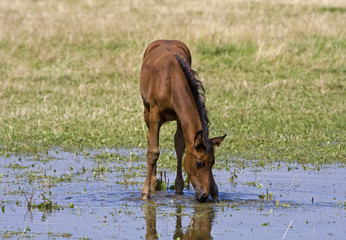 Fohlen spielt im Wasser