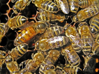 A bee uterus is selected the sizes and colouring.