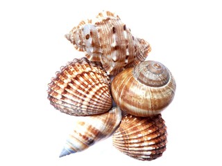 Mix of shell isolated on white