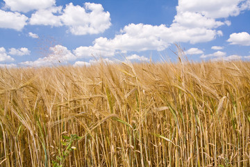 golden wheat field and blue sky landscape
