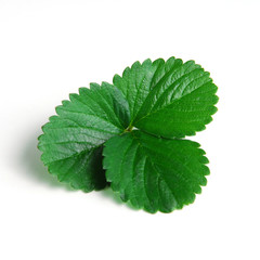 Strawberry leaf studio isolated on white background