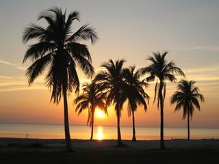 Naklejka na ściany i meble Karaibskiej plaży palmy na zachód słońca