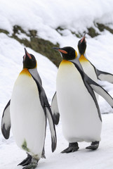 Fototapeta premium The King Penguin (Aptenodytes patagonicus)