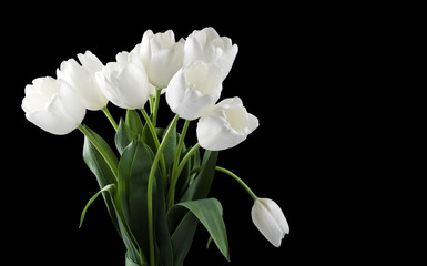 White tulips isolated on black background