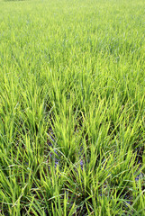 New green rice on the field, Sumatra, Indonesia