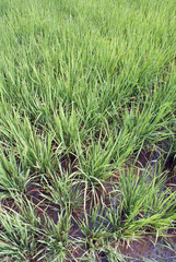 Water and green plats on the rice field, Sumatra, Indonesia