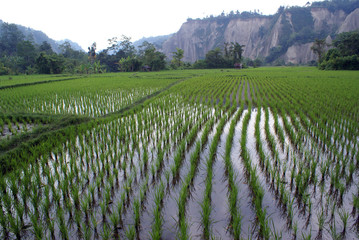 Fototapeta na wymiar Green field with rows of rice in Sumatra, Indonesia