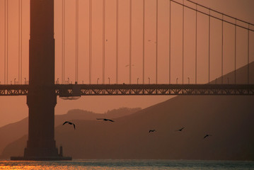 Birds Flying Under Golden Gate Bridge