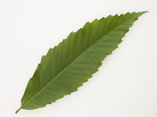 feuille de chataignier