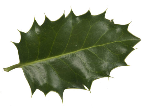 feuille de houx