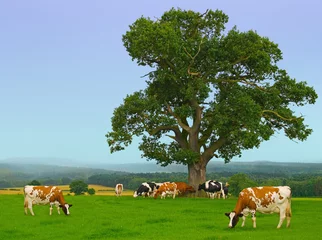 Photo sur Plexiglas Vache Dairy cows in early morning mist