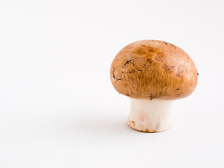 Portrait of a Mushroom