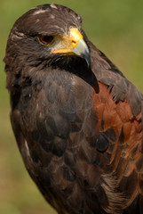 Photo of tethered Harris Hawk