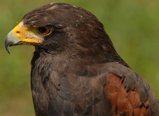 Photo of tethered Harris Hawk