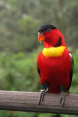 colorful parrot perching on a wooden beam