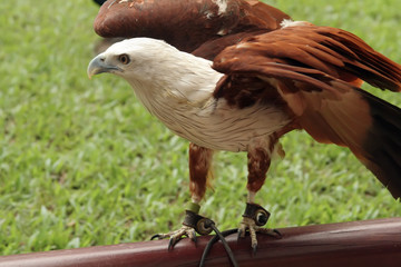 majestic eagle poise to take flight