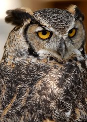 Great Horned Owl