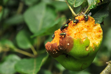 Flies at the rotten apple