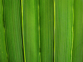 Vibrant green leaf lines macro natural abstract background.