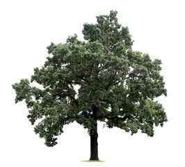 Huge tree isolated on a white background
