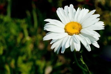 single camomile on green background