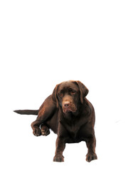 Chocolate labrador
