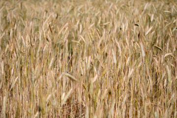wheat field