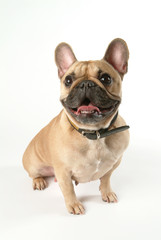 Chien Bouledogue français assis