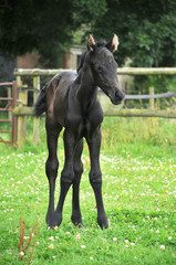 Obraz premium A one day old foal standing in paddock