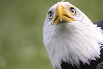 Fototapeta premium Bald Eagle portrait