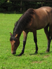 Fototapeta premium équitation