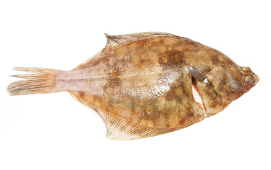 Whoole plaice flat fish on a white background