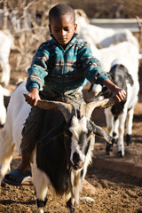 Traditional African motorbike, child riding the goats