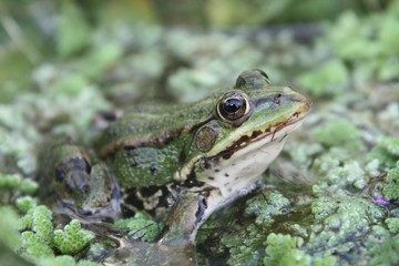 frosch grün