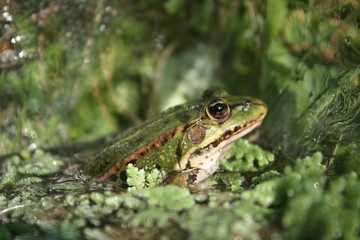 frosch