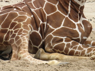 Obraz premium girafe