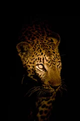 Foto op Plexiglas Luipaardportret bij nacht © biamiti