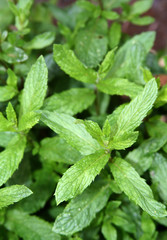 Mint Leaves