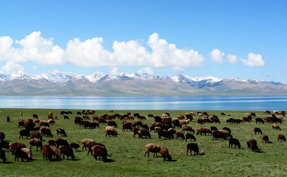 troupeau de moutons, kirgizistan