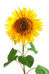 Obraz premium A Sunflower isolated on a white background.