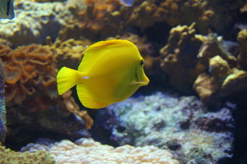 Fototapeta na wymiar poisson jaune