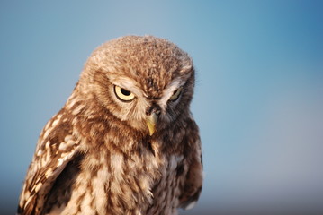 rapace