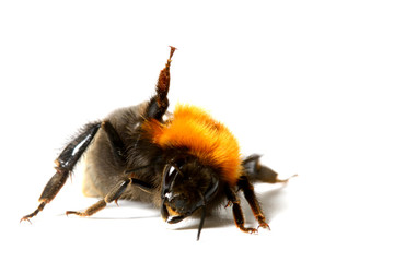 dance aerobic bumble bee isolated on white background