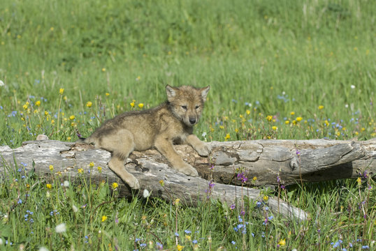 Timber wolf cub near his den in Montana
