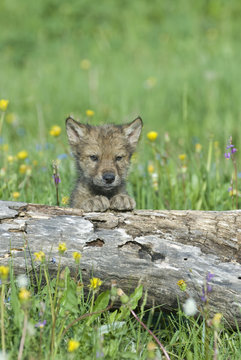 Timber wolf cub, photographed near his den in Montana