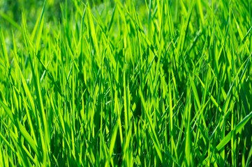 Vibrant green grass background