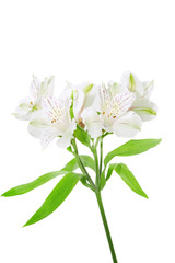 Alstroemeria flowers
