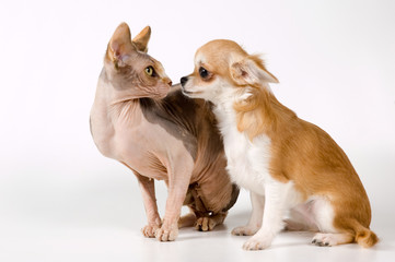 Chihuahua and the Canadian sphynx in studio