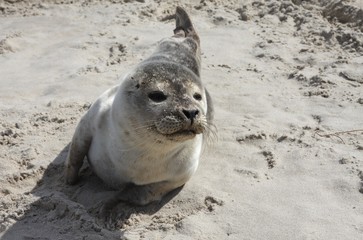 Naklejka premium Seal in the sand